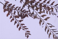 俄氏鐵角蕨藏品圖，第3張