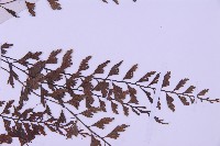 俄氏鐵角蕨藏品圖，第4張