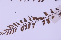 俄氏鐵角蕨藏品圖，第5張