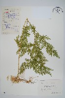 江南卷柏藏品圖，第1張