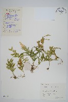 江南卷柏藏品圖，第1張