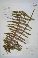 裡白藏品圖，第1張