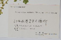 翠雲草、藍草藏品圖，第2張