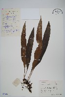 波氏星蕨藏品圖，第1張