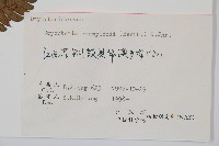 闊鱗鱗毛蕨藏品圖，第2張