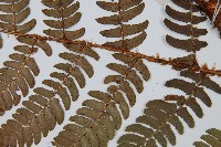 闊鱗鱗毛蕨藏品圖，第3張