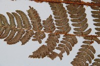 闊鱗鱗毛蕨藏品圖，第4張