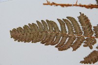 闊鱗鱗毛蕨藏品圖，第5張