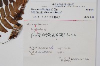 黑足鱗毛蕨藏品圖，第2張