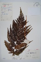 南海鱗毛蕨藏品圖，第1張