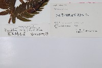 南海鱗毛蕨藏品圖，第2張