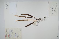 遠葉瓦葦藏品圖，第1張