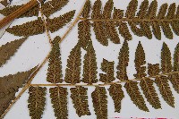 薄蓋短腸蕨藏品圖，第4張