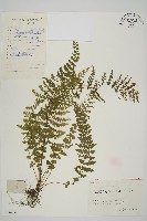 縮羽鐵角蕨藏品圖，第1張