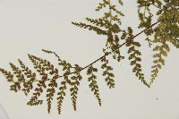 縮羽鐵角蕨藏品圖，第3張