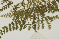 縮羽鐵角蕨藏品圖，第4張