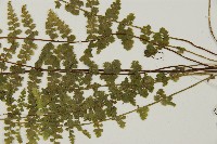 縮羽鐵角蕨藏品圖，第5張