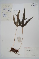 金雞腳藏品圖，第1張