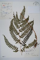 斜方複葉耳蕨藏品圖，第1張