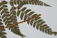 斜方複葉耳蕨藏品圖，第3張