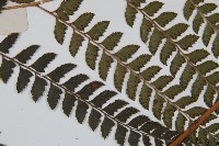 斜方複葉耳蕨藏品圖，第4張