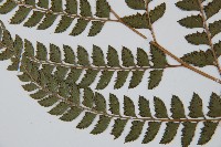 斜方複葉耳蕨藏品圖，第5張