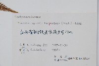 大金星蕨藏品圖，第2張