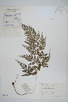 日本金粉蕨藏品圖，第1張