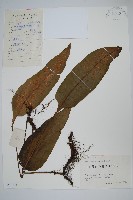 盾蕨藏品圖，第1張