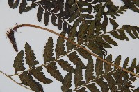 華中蹄蓋蕨藏品圖，第2張