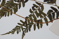 華中蹄蓋蕨藏品圖，第3張