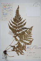 假異鱗毛蕨藏品圖，第1張