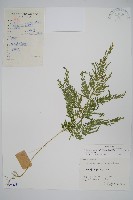 異葉卷柏藏品圖，第1張