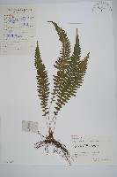 翅軸假金星蕨、短柄卵果蕨藏品圖，第1張