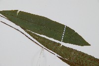 單葉雙蓋蕨藏品圖，第4張