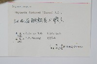 槲蕨藏品圖，第2張