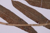 美羽鳳丫蕨藏品圖，第2張