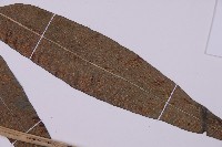 美羽鳳丫蕨藏品圖，第3張