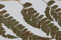 斜方複葉耳蕨藏品圖，第4張