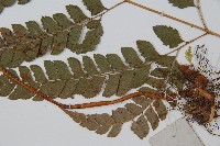 斜方複葉耳蕨藏品圖，第5張