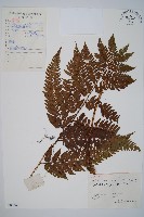 登錄號:P006245藏品圖，第1張