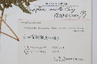 假異鱗毛蕨藏品圖，第2張