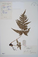 太平鱗毛蕨藏品圖，第1張