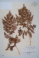 廣布鱗毛蕨藏品圖，第1張