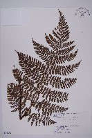 白鱗肋毛蕨藏品圖，第1張