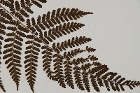 白鱗肋毛蕨藏品圖，第3張