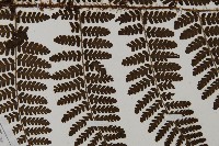 白鱗肋毛蕨藏品圖，第4張