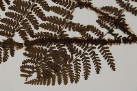 白鱗肋毛蕨藏品圖，第5張