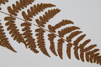 貞蕨藏品圖，第6張