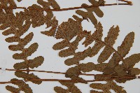 貞蕨藏品圖，第8張